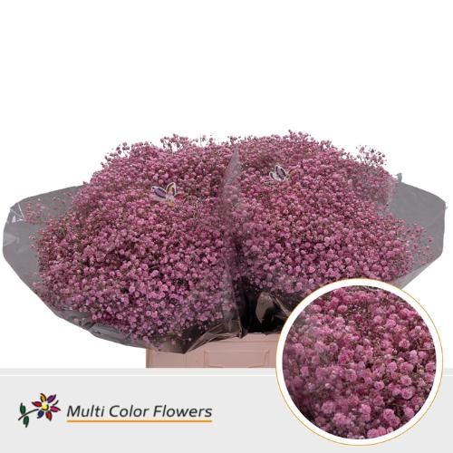 Gypsophila overig kleurbehandeld H%