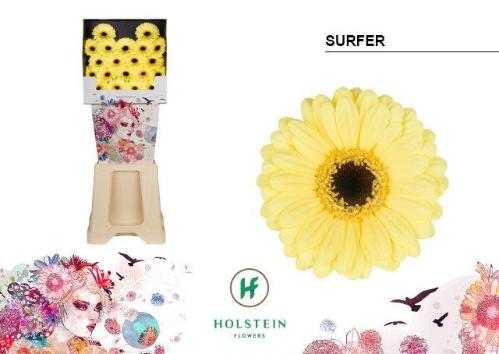 Gerbera mini 'Surfer'