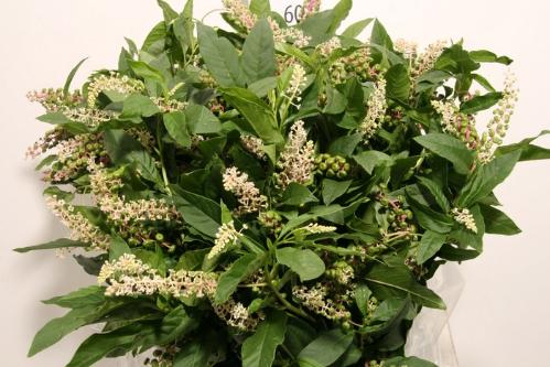 Decoratiegroen overig per bos
