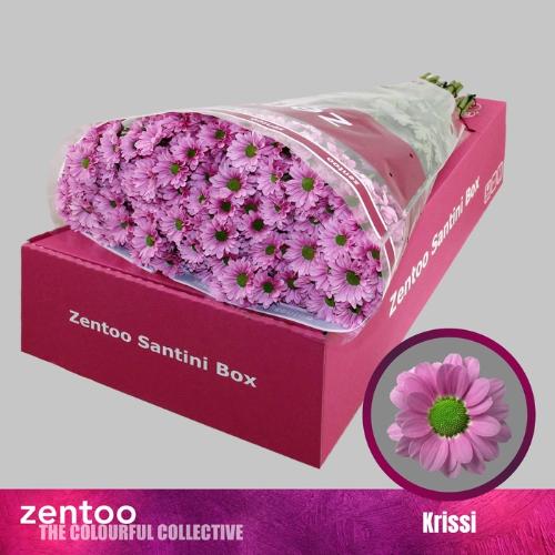 Chrysanthemum Indicum Grp tros Krissi