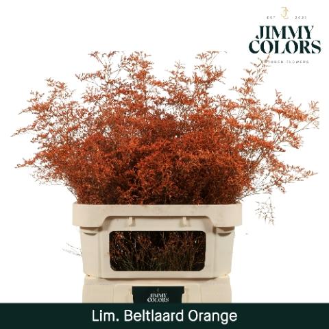 Limonium overig kleurbehandeld H%