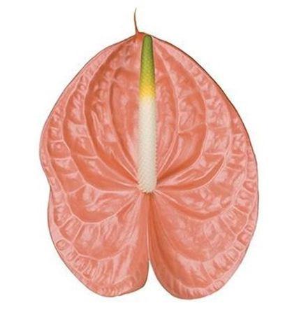 Anthurium Andreanum Grp 'Evita Pink'