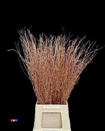 Betula per bos kleurbehandeld