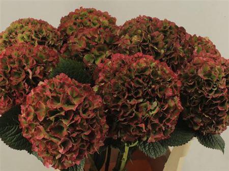 Hydrangea macrophylla My Beautiful Vienna (classic)