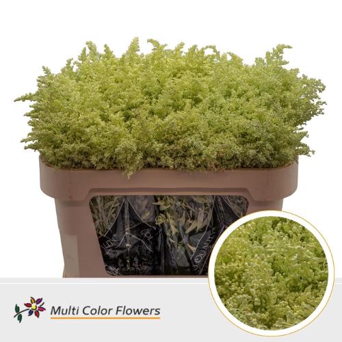 Solidago kleurbehandeld H%