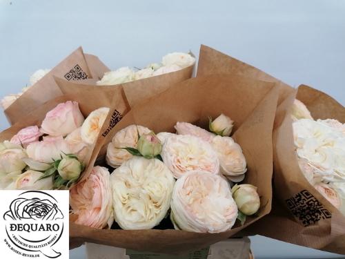 Rosa tros Grandma's Finest Romy