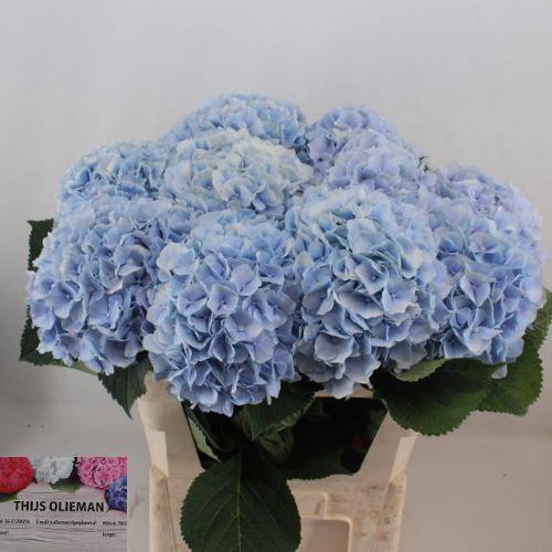 Hydrangea macrophylla 'Verena' (blauw)