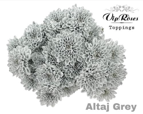 Chrysanthemum Indicum Grp tros kas kleurbehandeld H%