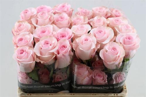 Rosa grootbloemig Novia