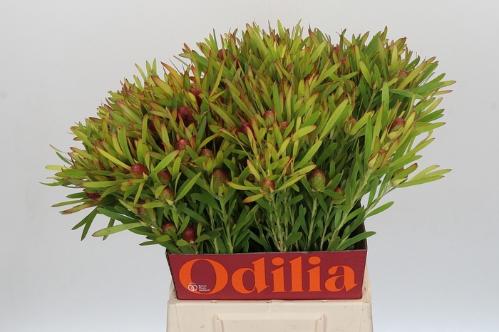 Leucadendron Ayoba Cherry Pearl