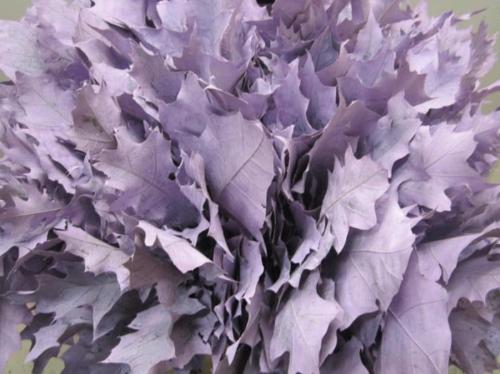 Quercus rubra kleurbehandeld H%