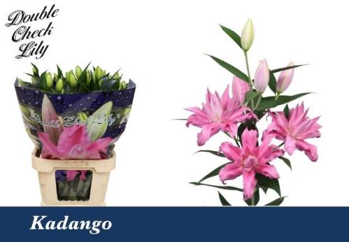 Lilium (Oriental Grp) 'Kadango'