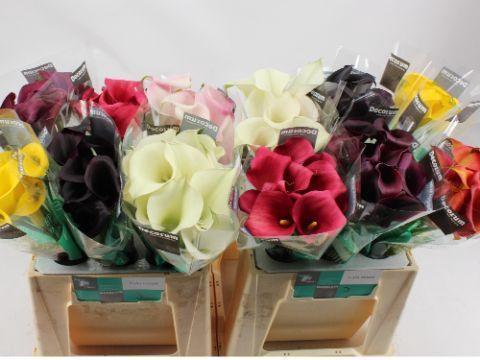 Zantedeschia overig gemengd