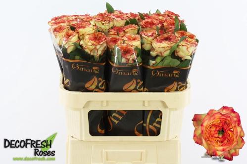 Rosa grootbloemig Aruba Summerhouse