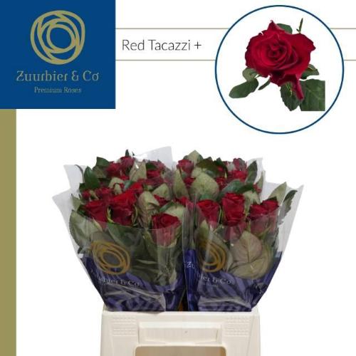 Rosa grootbloemig Red Tacazzi+