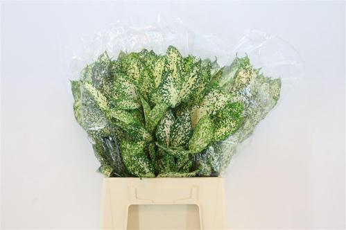 Decoratiegroen groot blad