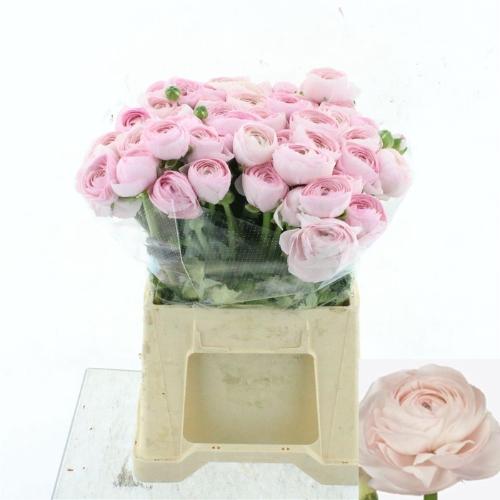 Ranunculus asiaticus Succes Hanoi