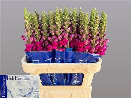 Antirrhinum majus Toulon Purple