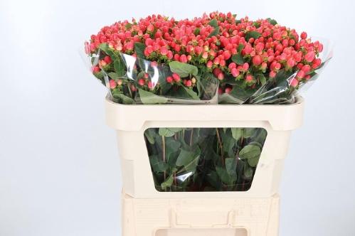 Hypericum x inodorum Magical Royal Princess