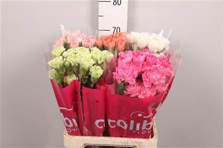 Dianthus standaard gemengd