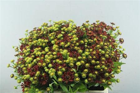 Helenium 'Red King'