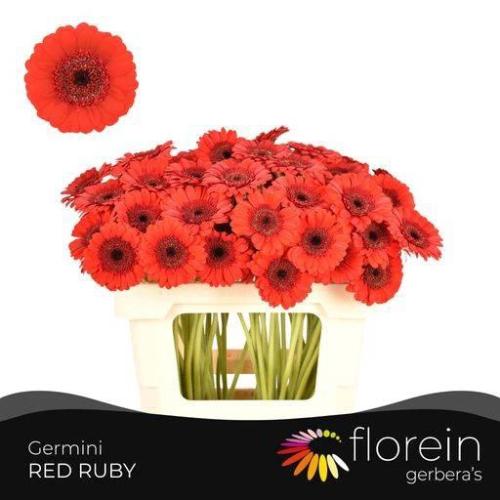 Gerbera mini Red Ruby