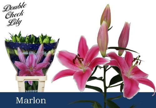 Lilium Oriental Grp 'Marlon'