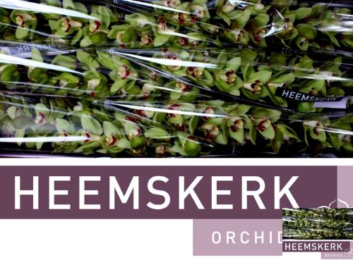 Cymbidium grootbloemig per tak 'Machteld'