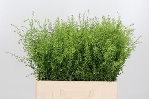 Thlaspi Green Bell