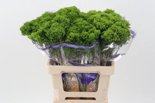 Trachelium caeruleum Jade