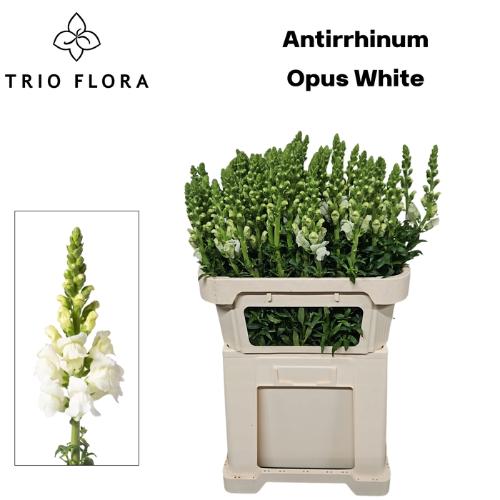 Antirrhinum majus 'Opus White'