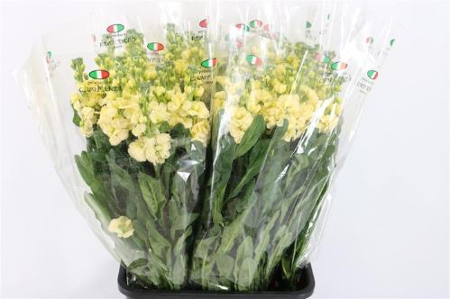 Matthiola incana overig