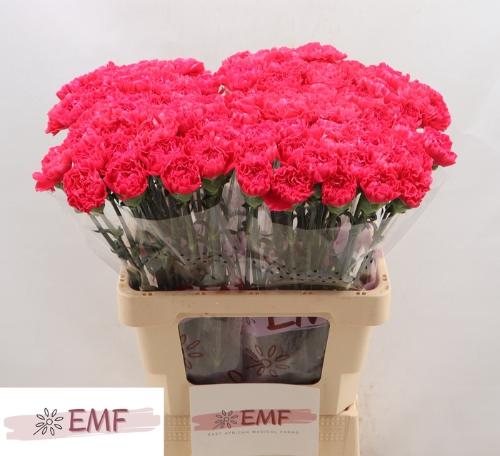 Dianthus standaard 'Cervantes'