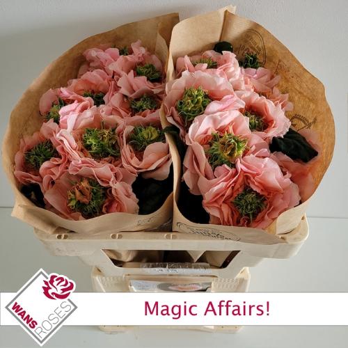 Rosa grootbloemig Magic Affairs!