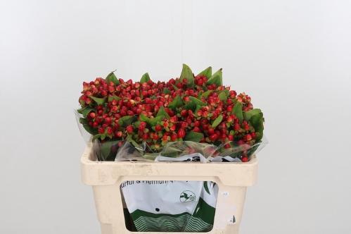 Hypericum inodorum Magical Triumph