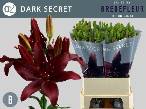Lilium Aziatische Grp 'Dark Secret'