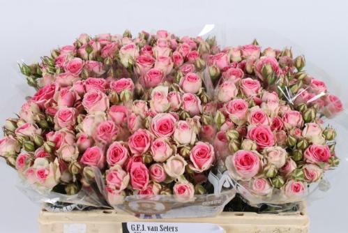 Rosa tros Mimi Eden