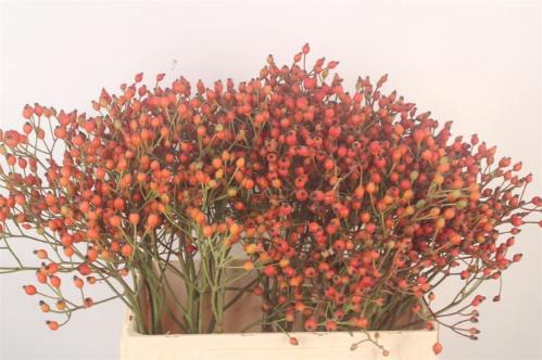 Rosa Magical Miracle (rozenbottel)