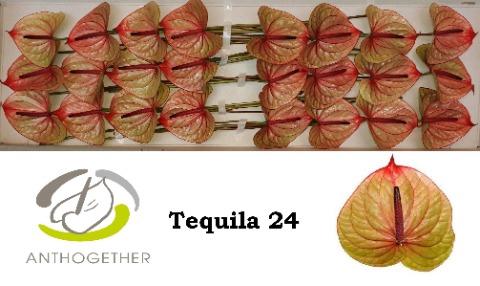 Anthurium (Andreanum Grp) Tequila