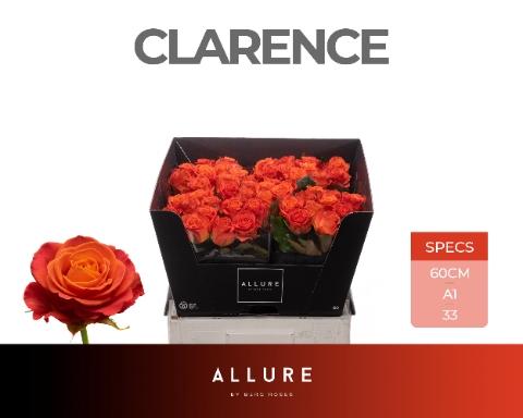 Rosa grootbloemig Clarence+