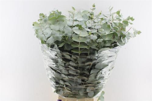 Eucalyptus per bos cinerea