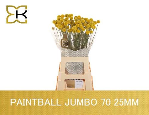 Craspedia globosa Paintball Jumbo