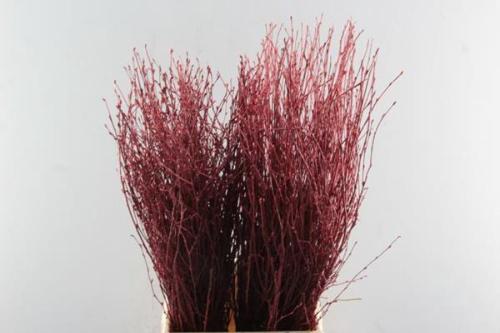 Betula kleurbehandeld H%