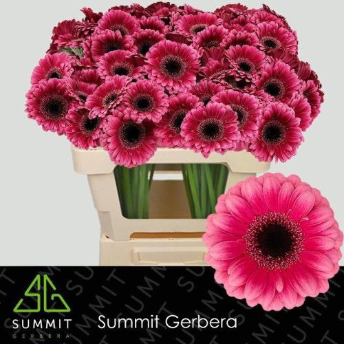 Gerbera mini Amelie