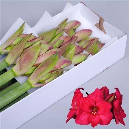 Hippeastrum Galaxy Grp 'Pleasure'