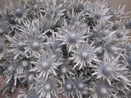 Eryngium planum kleurbehandeld H%