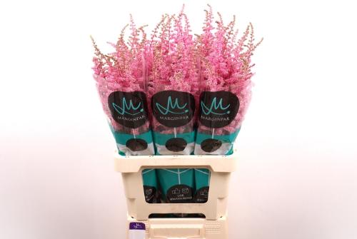 Astilbe Arendsii Grp 'Cattleya'