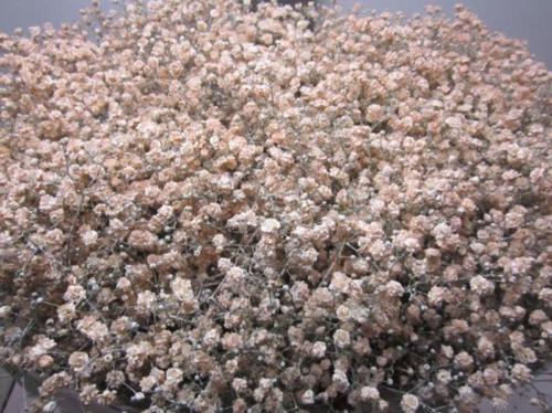 Gypsophila overig kleurbehandeld H%