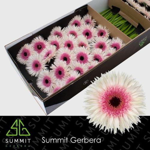 Gerbera grootbloemig spinvormig Spider Stunt