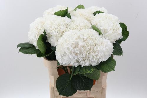 Hydrangea macrophylla Allure